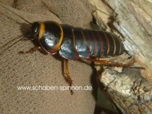 Simandoa conserfariam - 5 Stück mixed