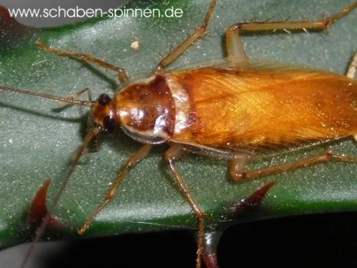 Supella longipalpa - 50 Stück all size