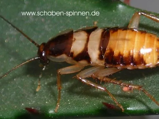 Supella longipalpa - 50 Stück all size