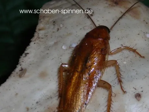 Symbloce pallens - ca. 100 Stück all size