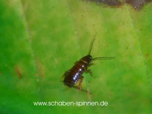 Symbloce pallens - ca. 100 Stück all size