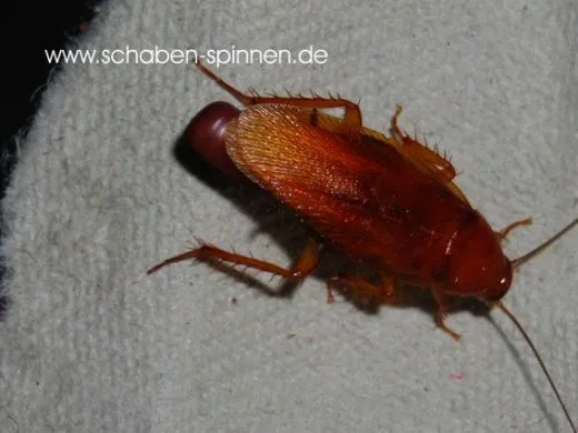 Symploce incuriosa - ca. 100 Stück all size