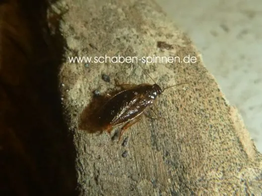 Tagaloblatta spec. Okinawa - 15 Stück all size