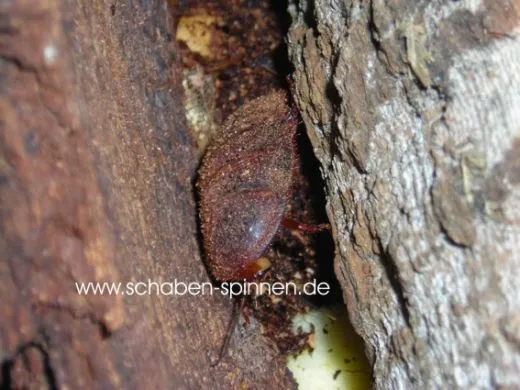 Therea bernhardti - 10 Stück mixed