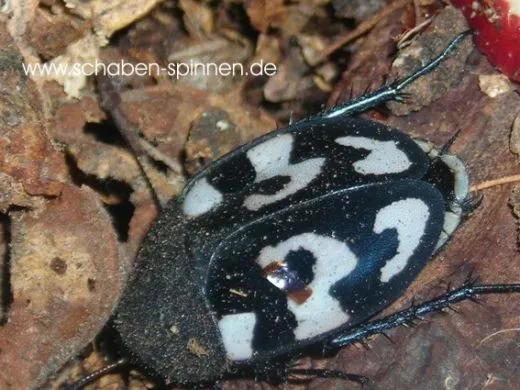 Therea olegrandjeani - 10 Stück mixed