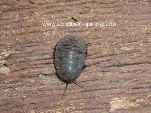 Therea olegrandjeani - 10 Stück mixed