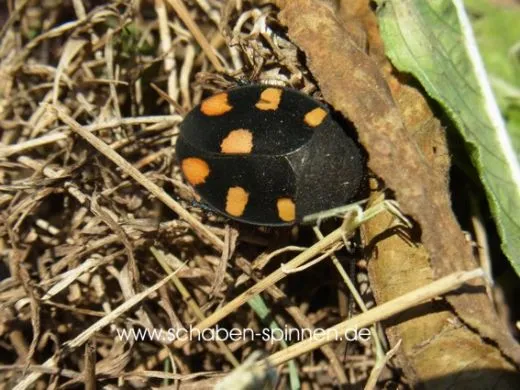 Therea regularis - 10 Stück mixed