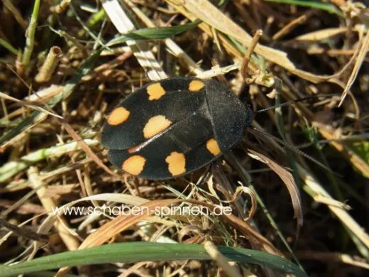 Therea regularis - 10 Stück mixed