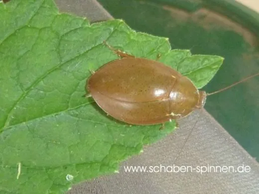 Thorax porcellana - 10 Stück mixed