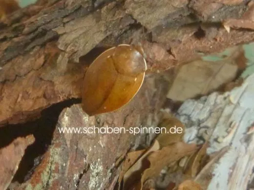 Thorax porcellana - 10 Stück mixed