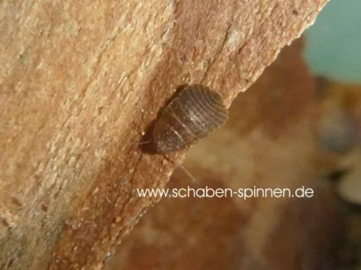 Thorax porcellana - 10 Stück mixed