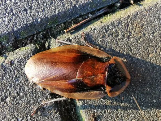 Blaberus atropus " Florida " - 15 Stück mixed