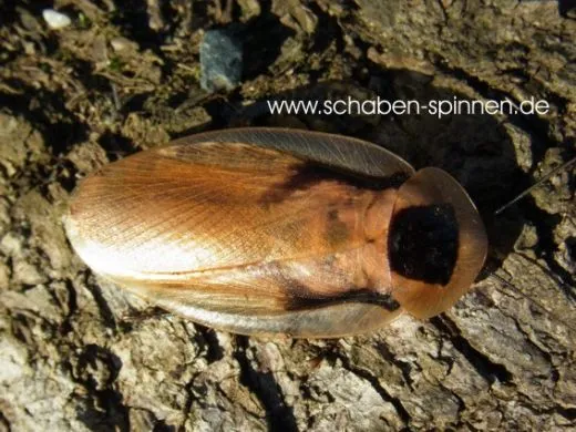 Blaberus atropus " Florida " - 15 Stück mixed