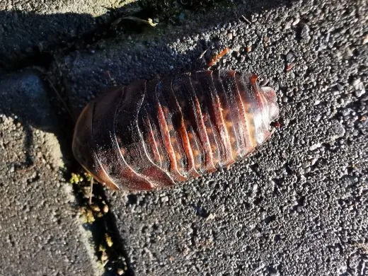 Blaberus atropus " Florida " - 15 Stück mixed