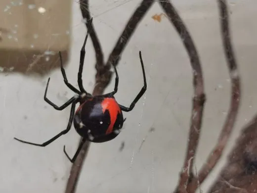 Latrodectus menavodi 0.1 - subadult