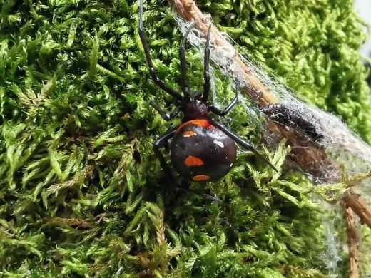 Latrodectus menavodi 0.1 - subadult