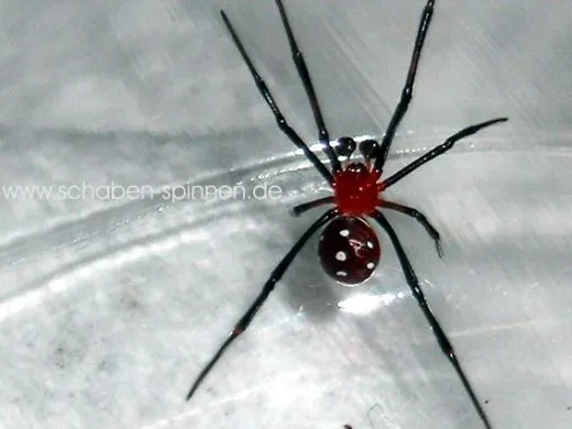 Latrodectus menavodi 1.0 subadult/adult
