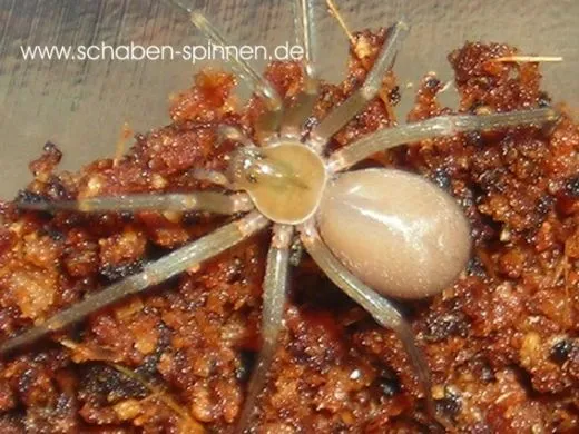 Loxosceles laeta - juvenil