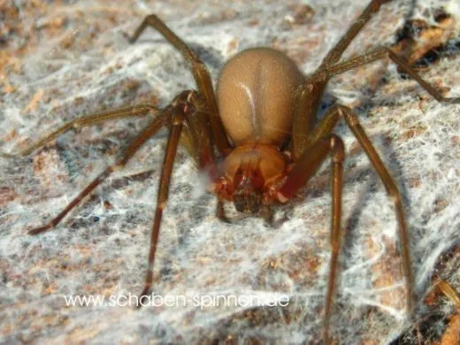 Loxosceles laeta 0.1 - subadult / adult