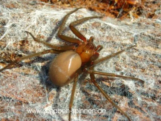 Loxosceles laeta 0.1 - subadult / adult