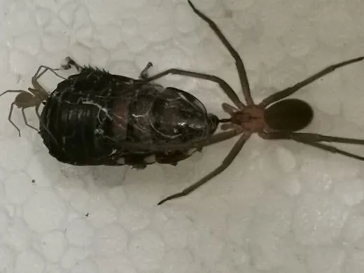 Loxosceles laeta 0.1 - subadult / adult
