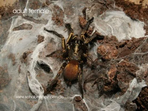 Fufius lanicius - KL ca. 1,5 cm