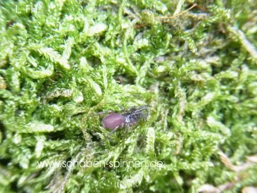 Fufius lanicius - KL ca. 1,5 cm