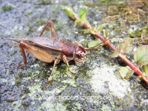 Teleogryllus mitratus - 10 Stück mixed