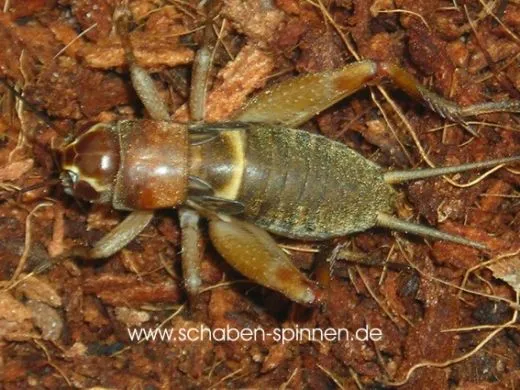 Teleogryllus mitratus - 10 Stück mixed