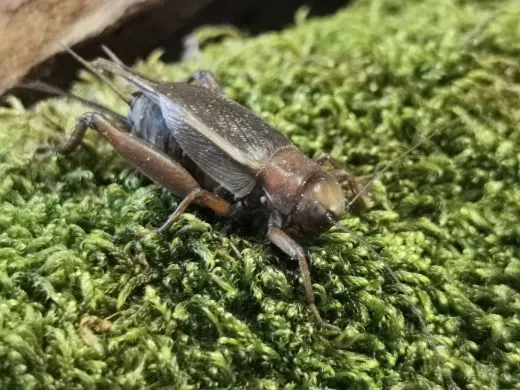 Teleogryllus derelictus - 10 Stück mixed