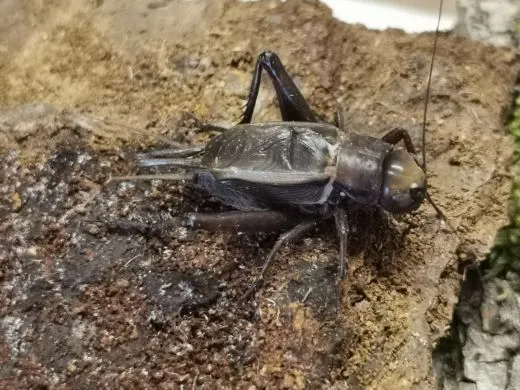 Teleogryllus derelictus - 10 Stück mixed