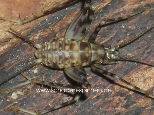 Phaeophilacris bredoides - 10 Stück mixed