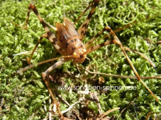 Phaeophilacris bredoides - 10 Stück mixed