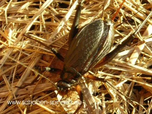 Homoeogryllus xanthographus - 10 Stück mixed