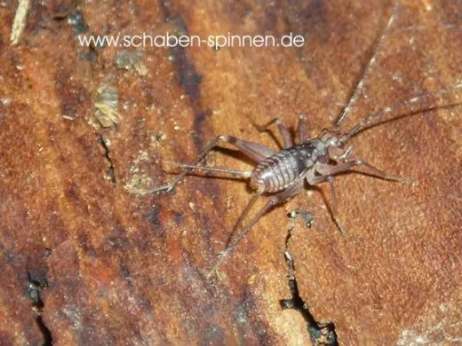 Homoeogryllus xanthographus - 10 Stück mixed