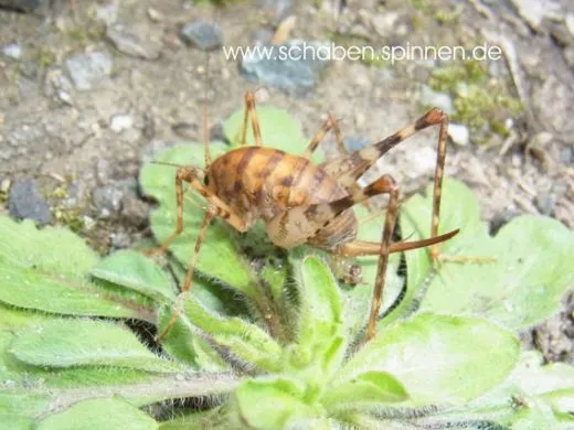 Diestrammena asynamora - 10 Stück mixed