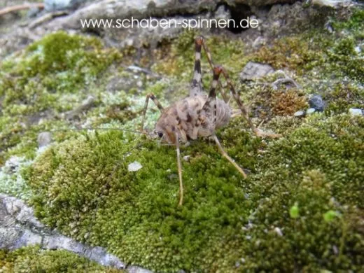 Diestrammena asynamora - 10 Stück mixed