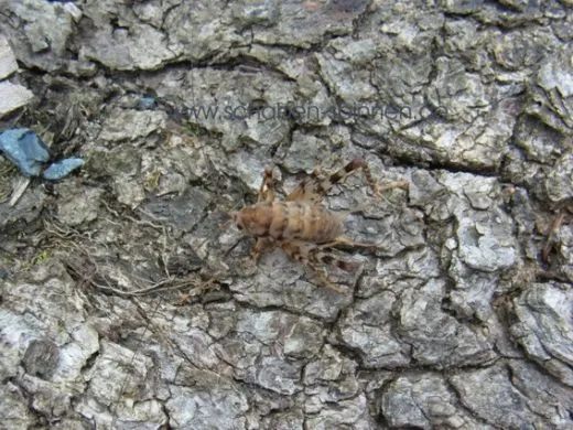 Diestrammena asynamora - 10 Stück mixed