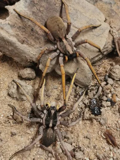 Hogna maderiana - 4.- 5.FH