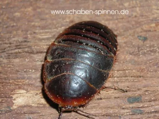 Eupolyphaga sinensis -100 Stück mixed