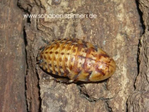 Blaberus boliviensis - 15 Stück mixed