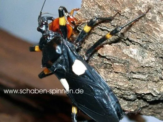 Platymeris biguttata - 5 Stück mixed