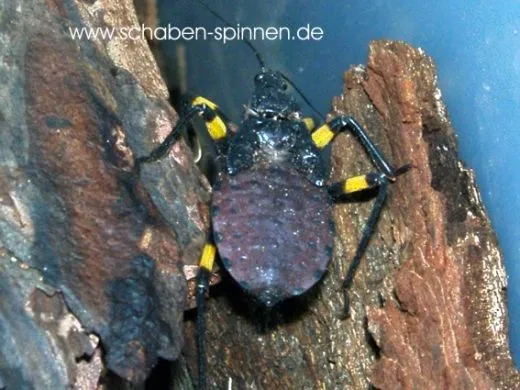 Platymeris biguttata - 5 Stück mixed