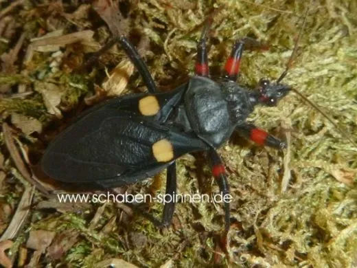 Platymeris guttatipennis - 5 Stück mixed