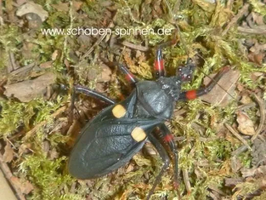 Platymeris guttatipennis - 5 Stück mixed
