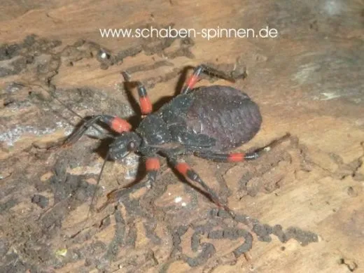 Platymeris guttatipennis - 5 Stück mixed
