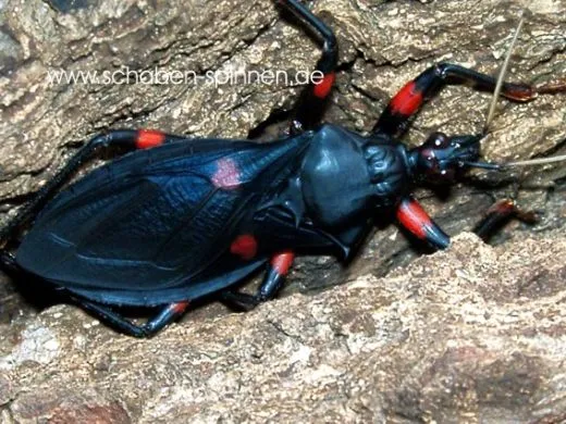 Platymeris laevicollis - 5 Stück mixed