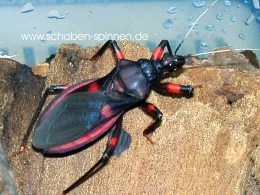 Platymeris laevicollis - 5 Stück mixed