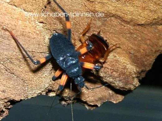 Platymeris laevicollis - 5 Stück mixed