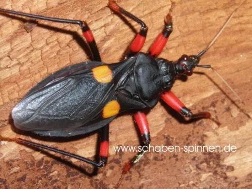 Platymeris rhadamanthus - 5 Stück mixed